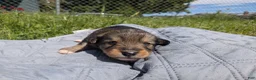 Mixed Breed dogs for sale: Orange collar Merle boy  - Ad 8