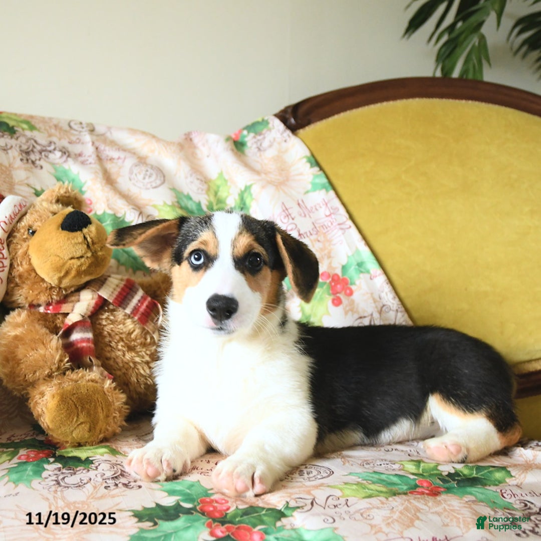 Welsh Corgi Pembroke dogs for sale: Natalie - Ad 18