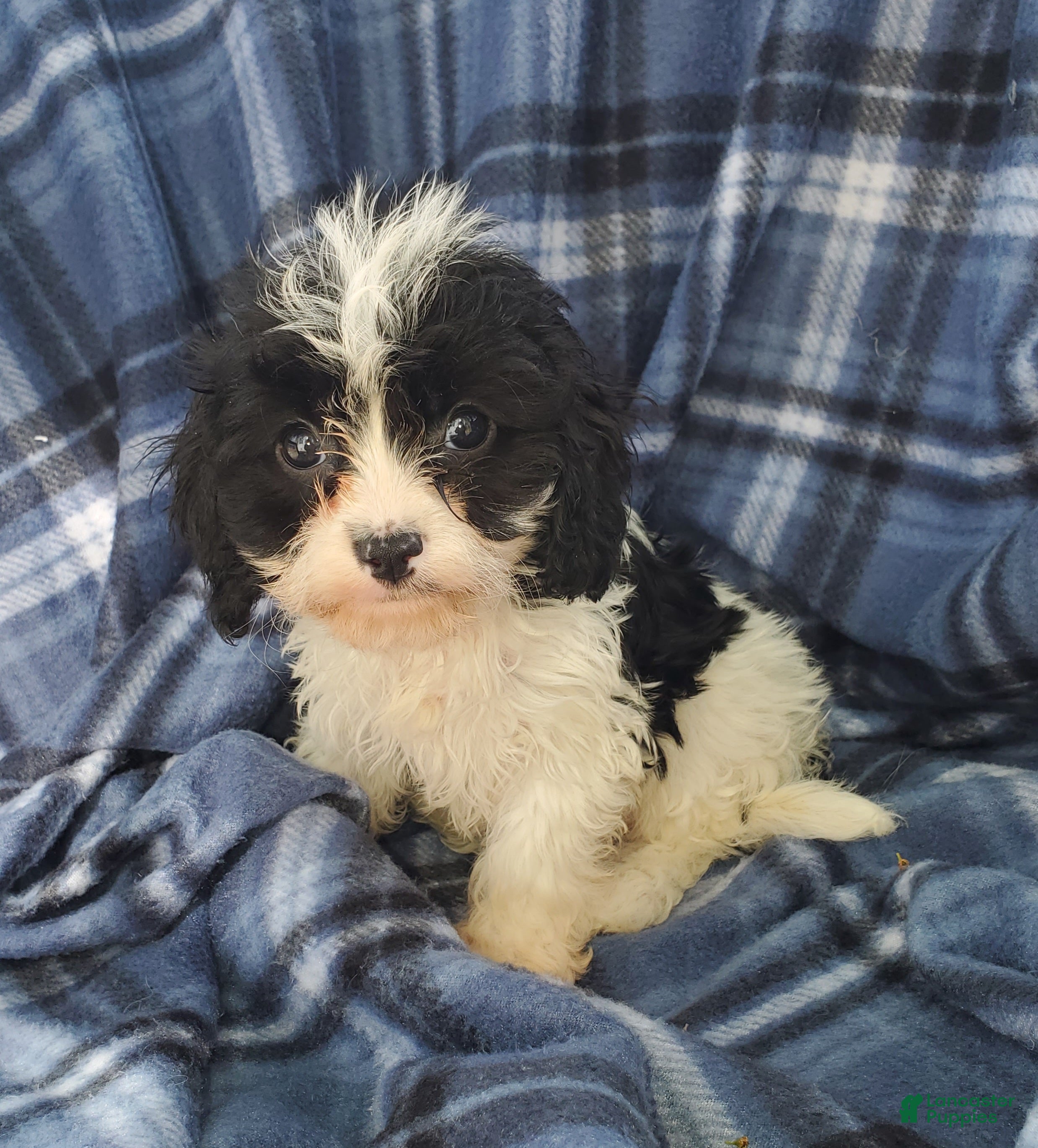 Cavapoo dogs Harry - Ad 1