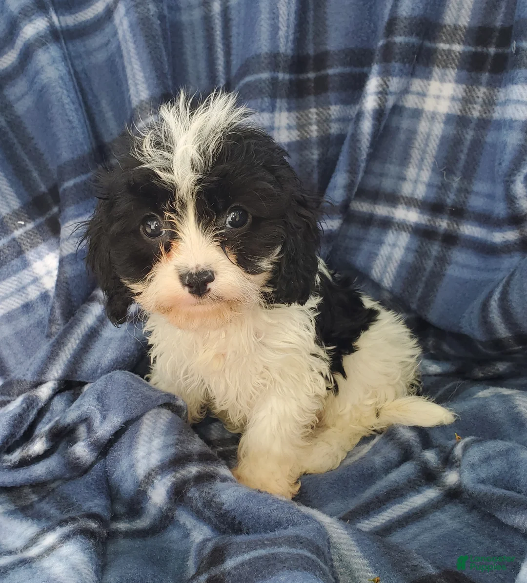 Cavapoo dogs for sale: Harry - Ad 2