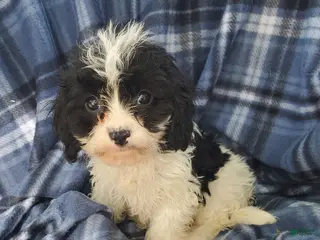 Cavapoo dogs for sale: Harry - Ad 4