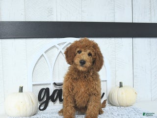 Mini Goldendoodle dogs - Ad 36