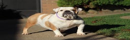English Bulldog dogs for sale: Gracie - Ad 7
