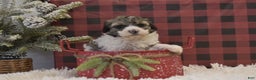 Miniature Poodle dogs for sale: Maverik - Ad 1