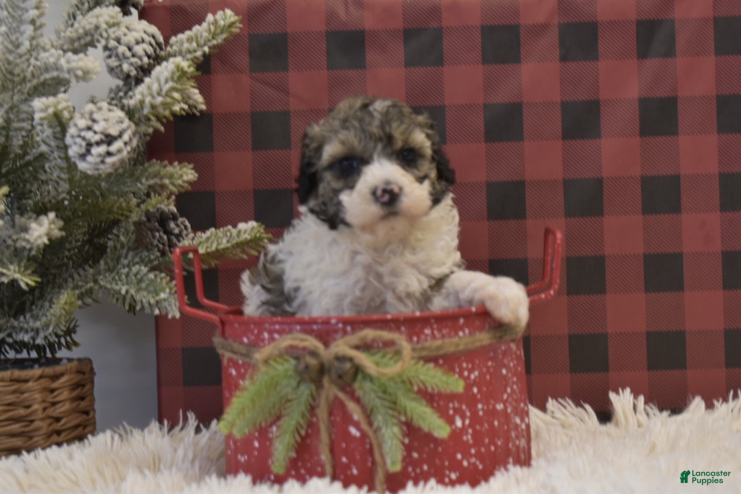 Miniature Poodle dogs for sale: Maverik - Ad 1