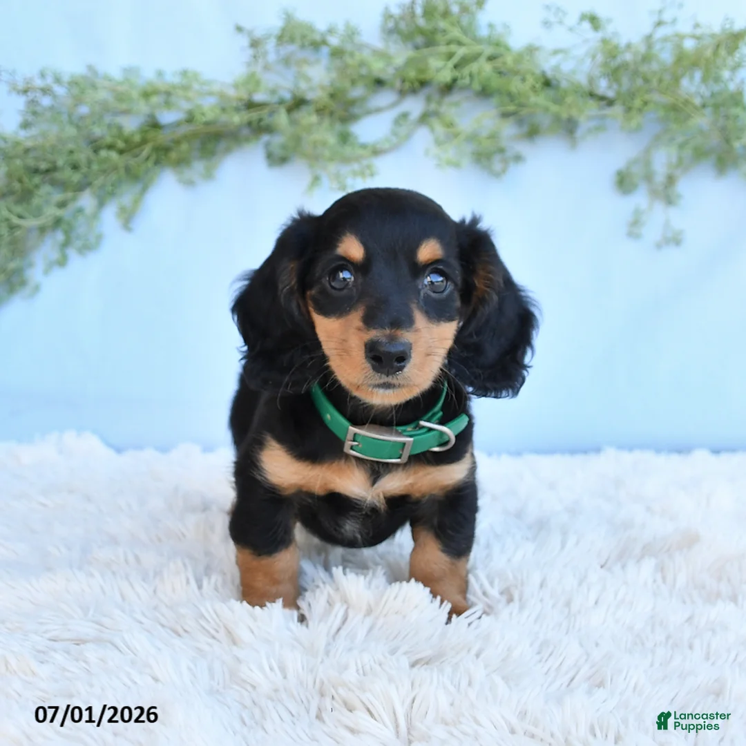 Miniature Dachshund dogs for sale: Rex - Ad 2