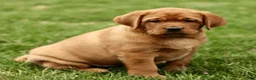 Labrador Retriever dogs for sale: Lori  - Ad 4