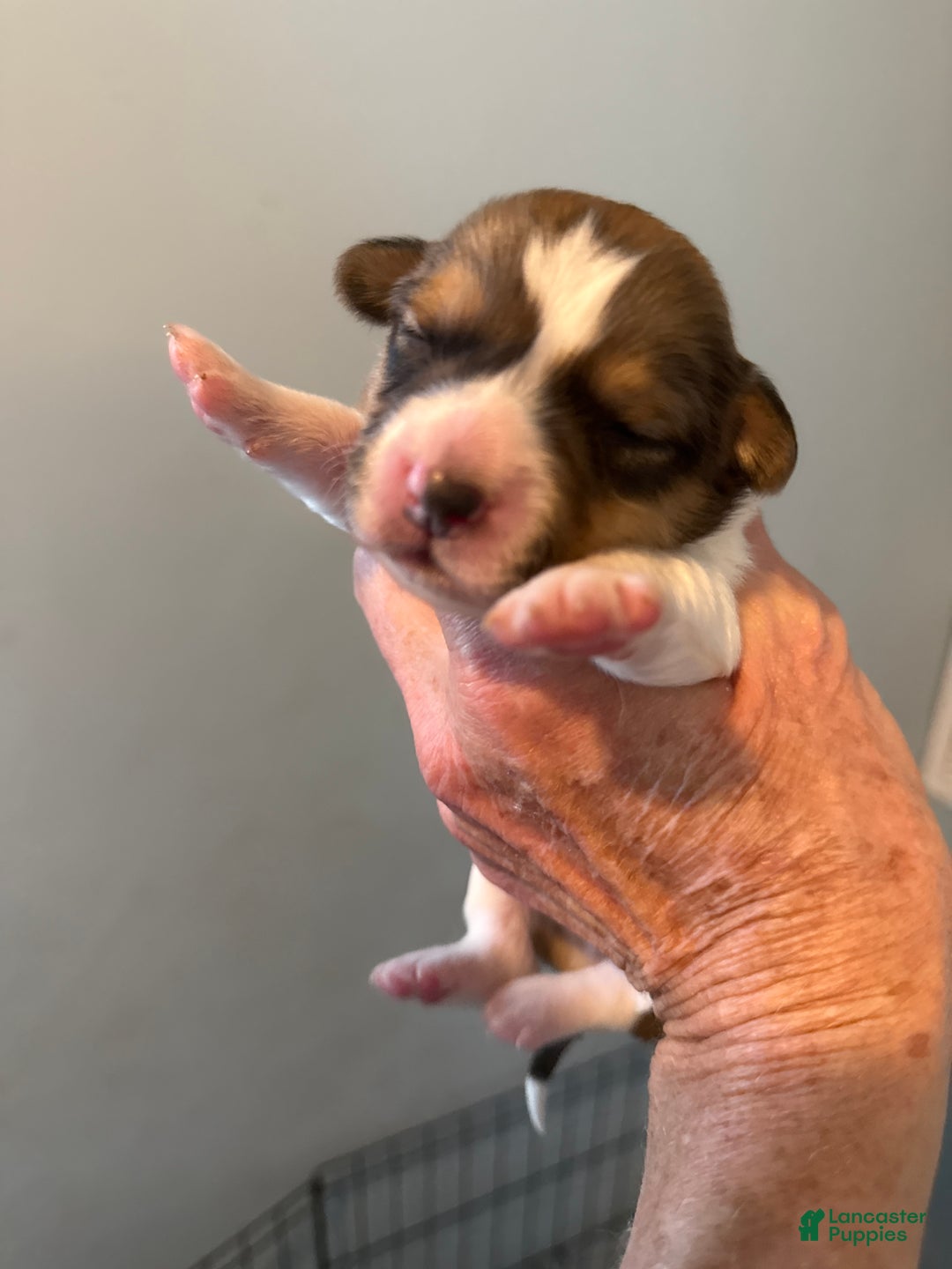 Welsh Corgi Pembroke dogs for sale: Welsh Corgi Pembroke Puppy 1 - Ad 2