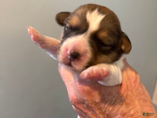 Welsh Corgi Pembroke dogs Welsh Corgi Pembroke Puppy 1 - Ad 15