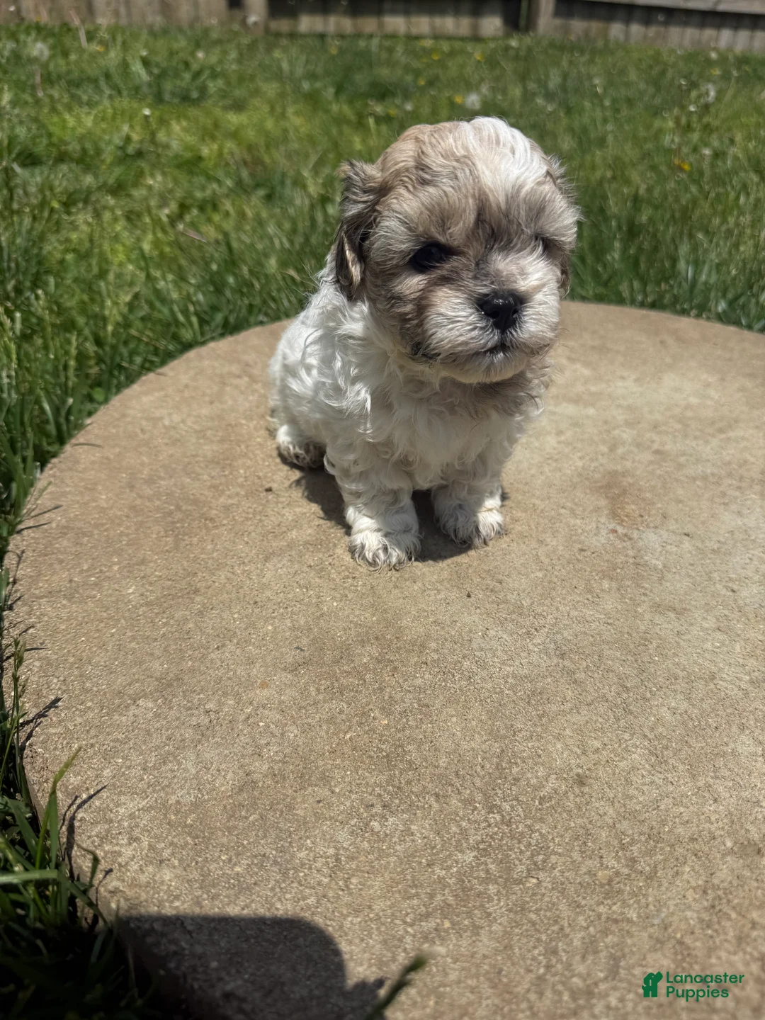 Teddy Bear dogs for sale: Teddy Bear brown  - Ad 2
