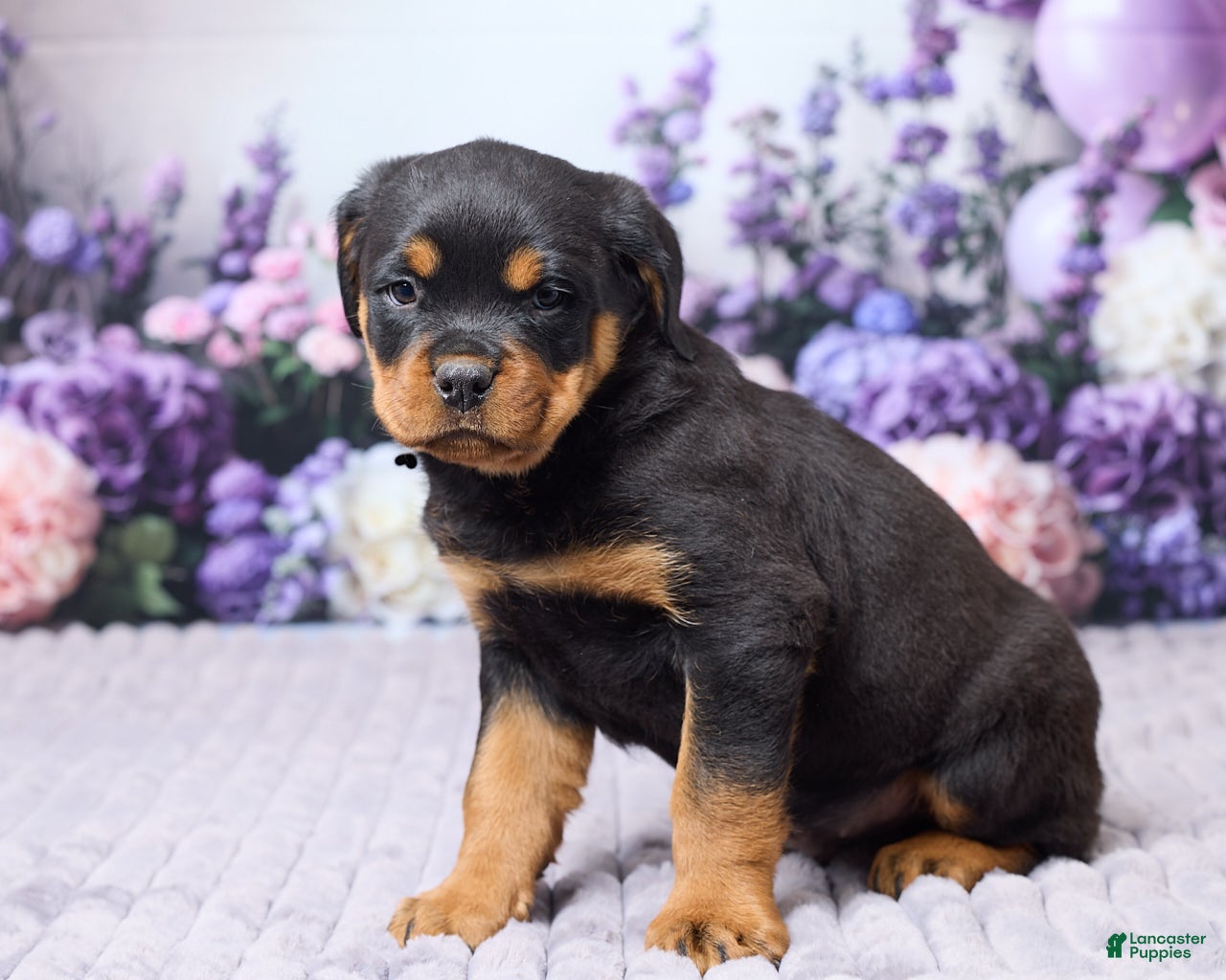 Rottweiler dogs Justin - Ad 2