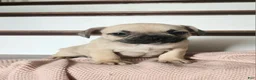 French Bulldog dogs for sale: Dallas  - Ad 3