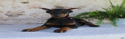 Doberman Pinscher dogs for sale: Sheila - Ad 6