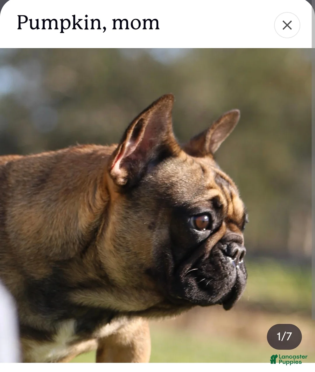 French Bulldog dogs for sale: Dottie - Ad 7
