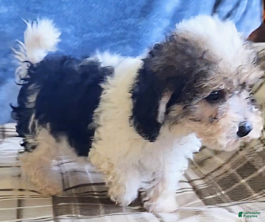 Mixed Breed dogs for sale: Max - Ad 8