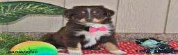 Australian Shepherd dogs for sale: Roxy - Ad 3