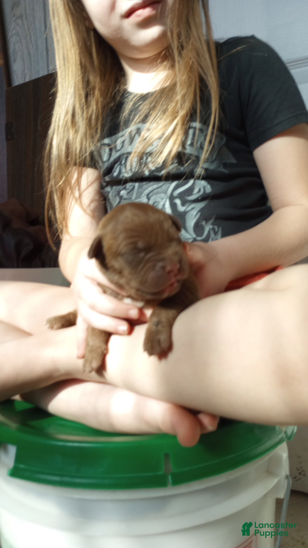 American Bully dogs Ariel Manning - Ad 28