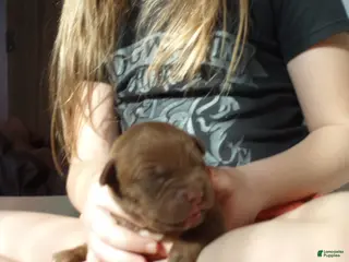 American Bully dogs Ariel Manning - Ad 28