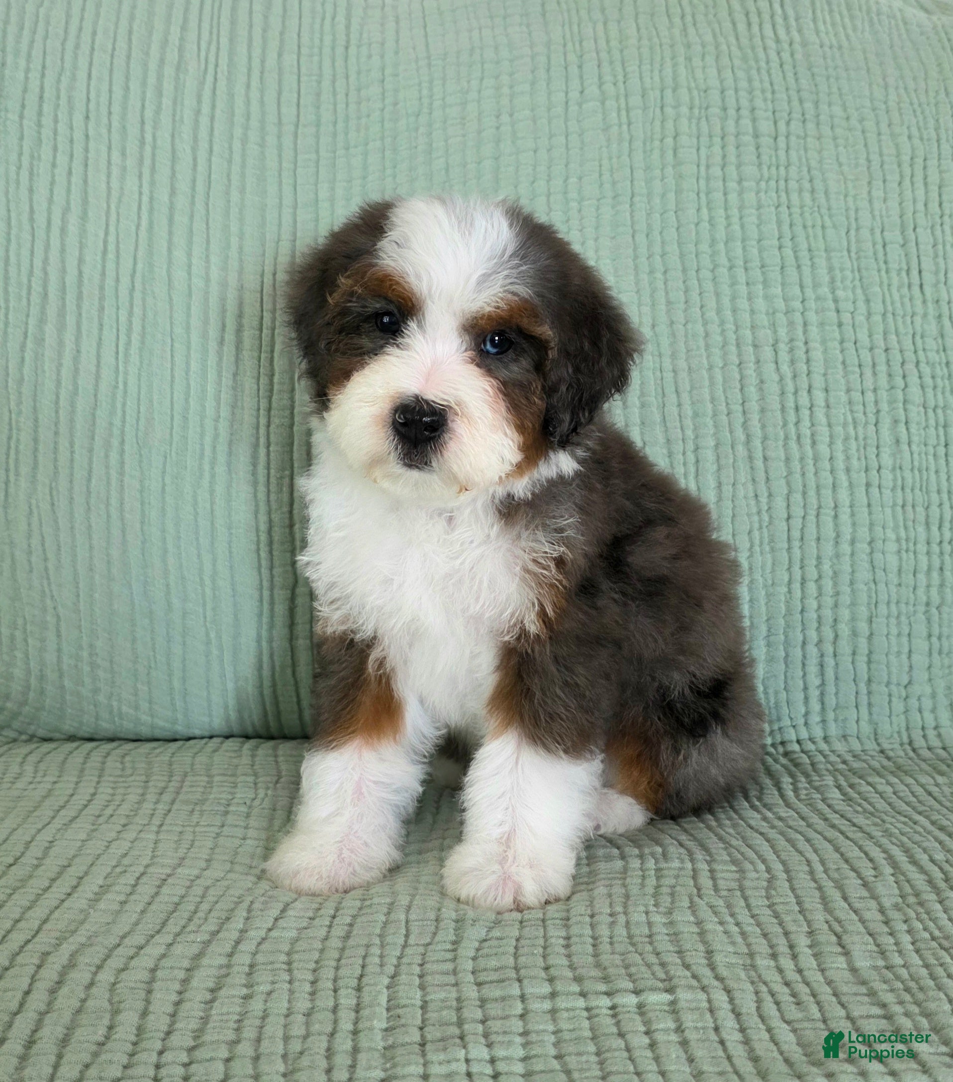 Bernedoodle dogs Avery - Ad 2