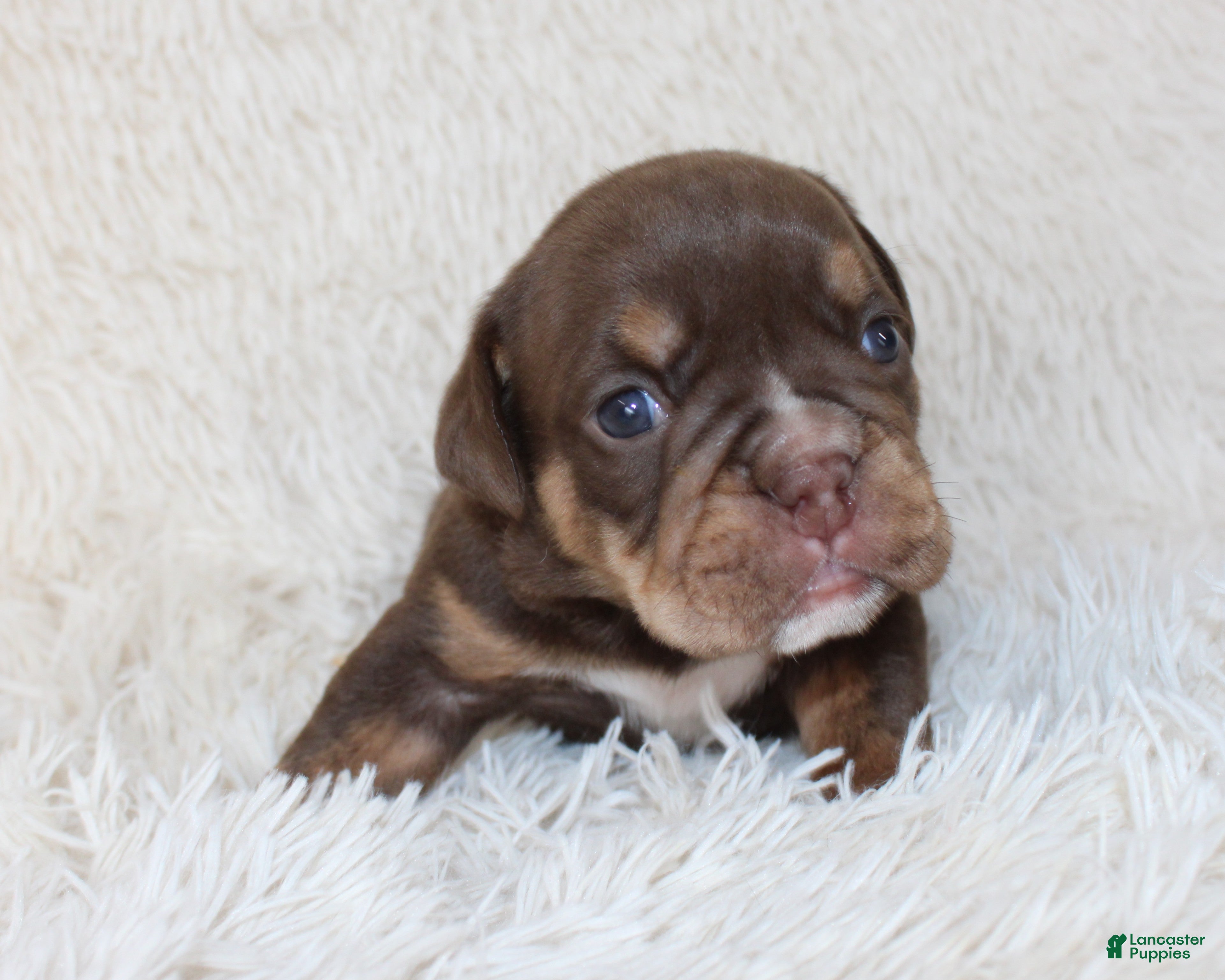 English Bulldog dogs Mia - Ad 2