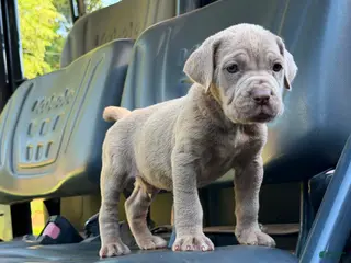 Neapolitan Mastiff dogs Mack - Ad 2