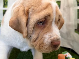 Mixed Breed dogs Mixed Breed Puppy 1 - Ad 24