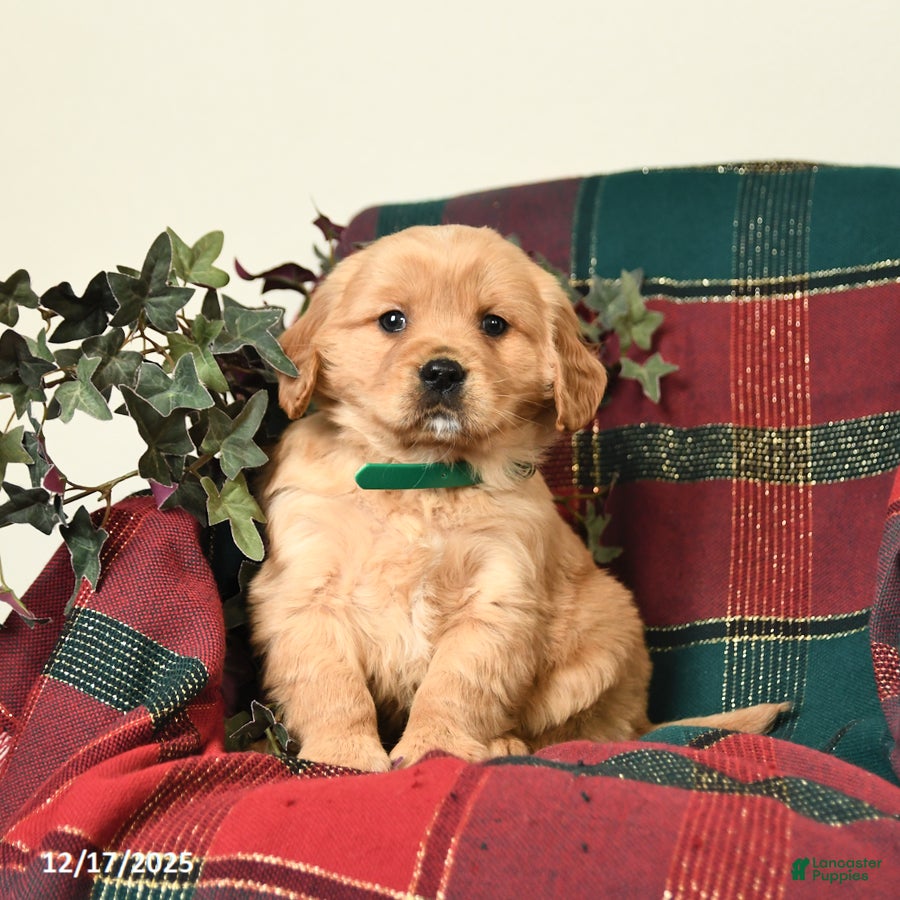 Miniature Golden Retriever dogs Bubbles - Ad 23