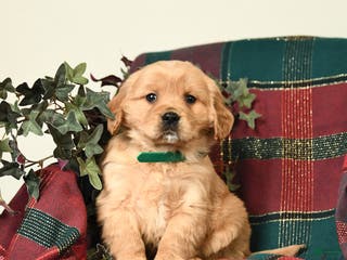 Miniature Golden Retriever dogs Bubbles - Ad 20