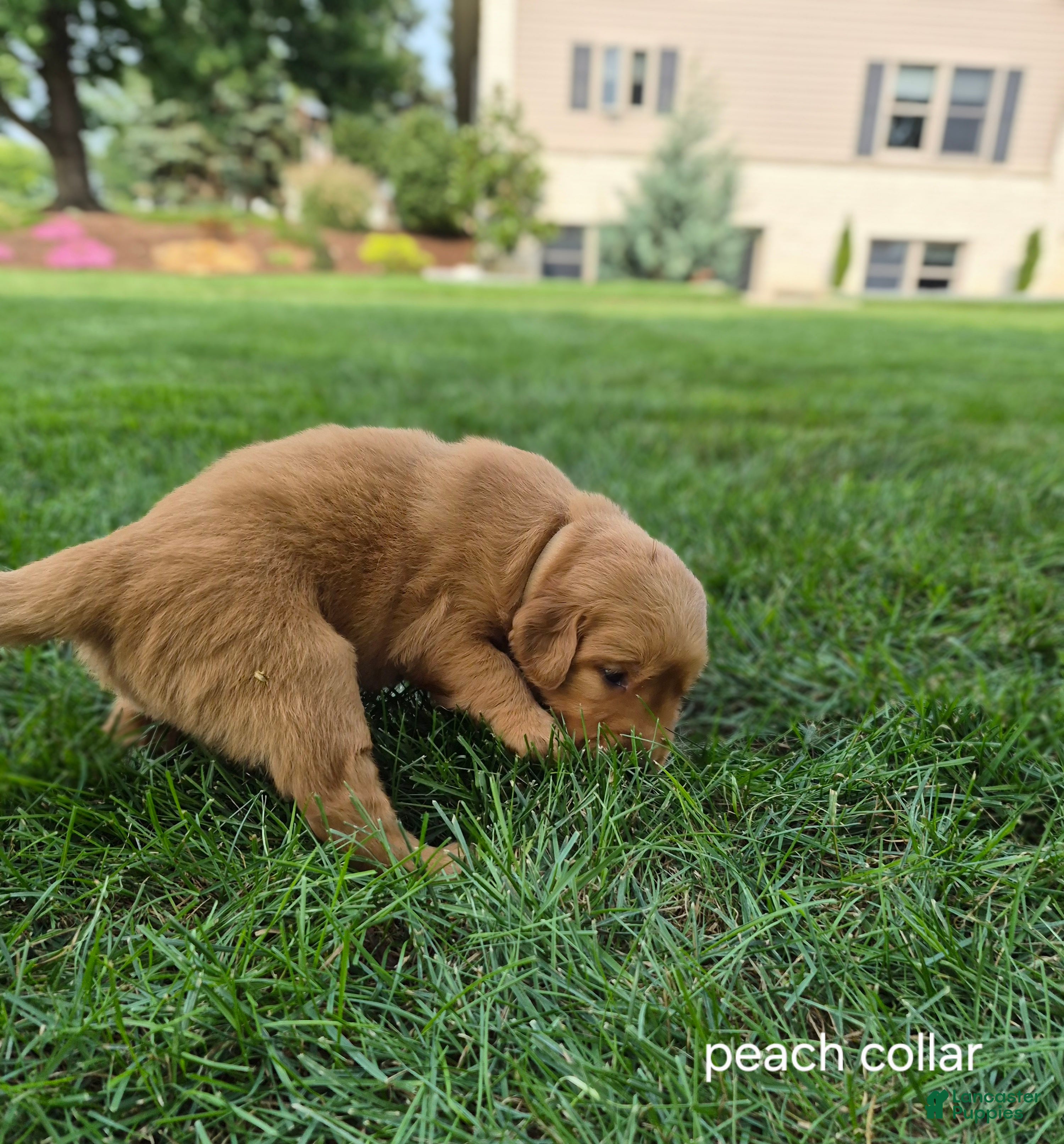 Golden Retriever dogs Willow (peach collar) - Ad 2