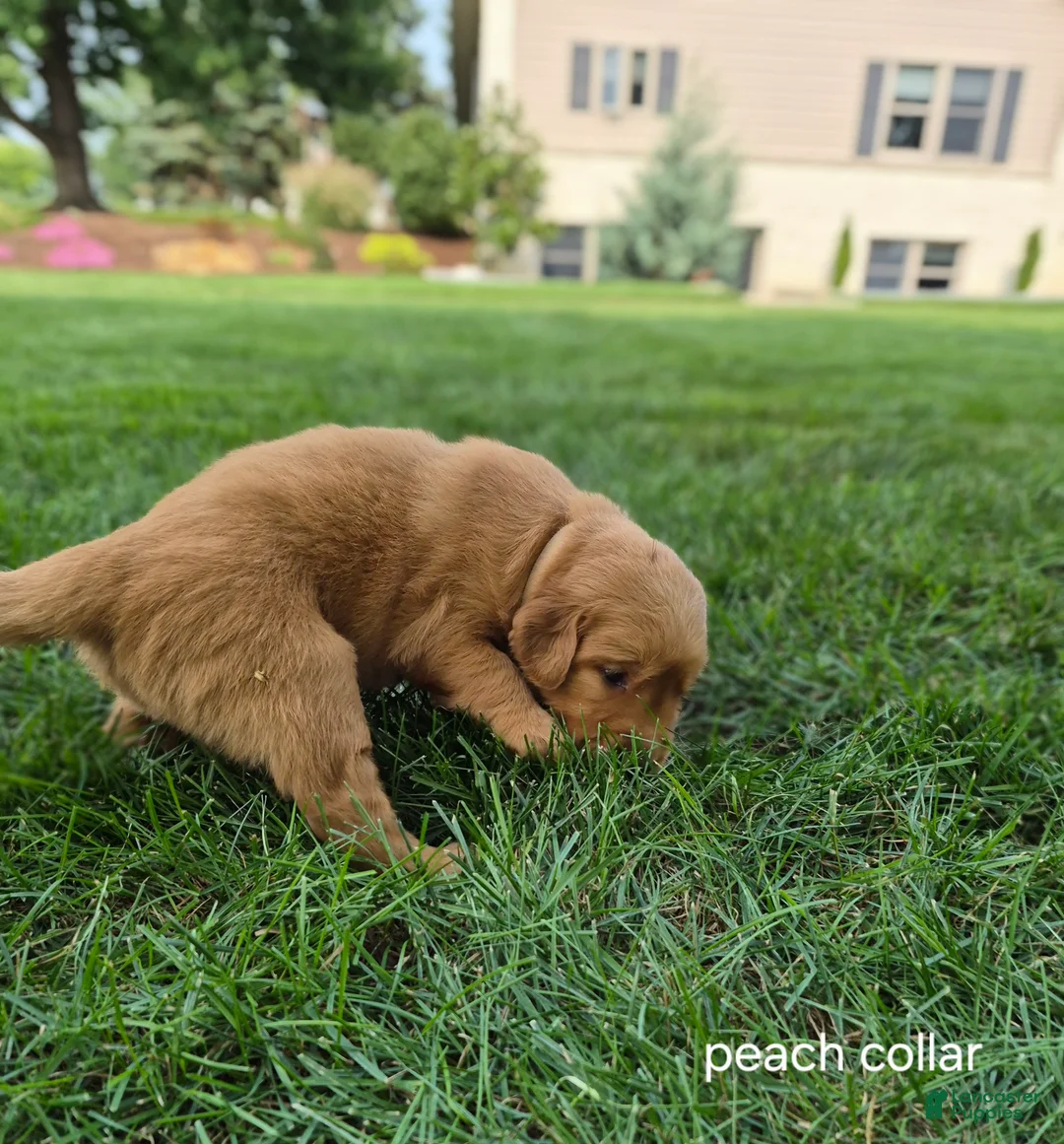 Golden Retriever dogs for sale: Willow (peach collar) - Ad 2