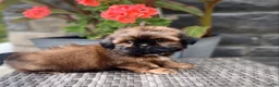 Shih Tzu dogs for sale: Lucy - Ad 4