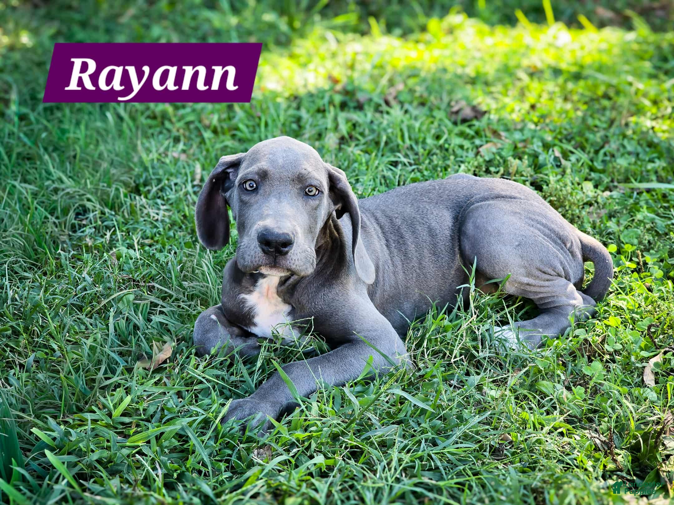 Great Dane dogs Rayaan - Ad 37