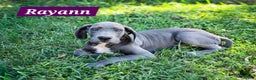 Great Dane dogs for sale: Rayaan - Ad 1