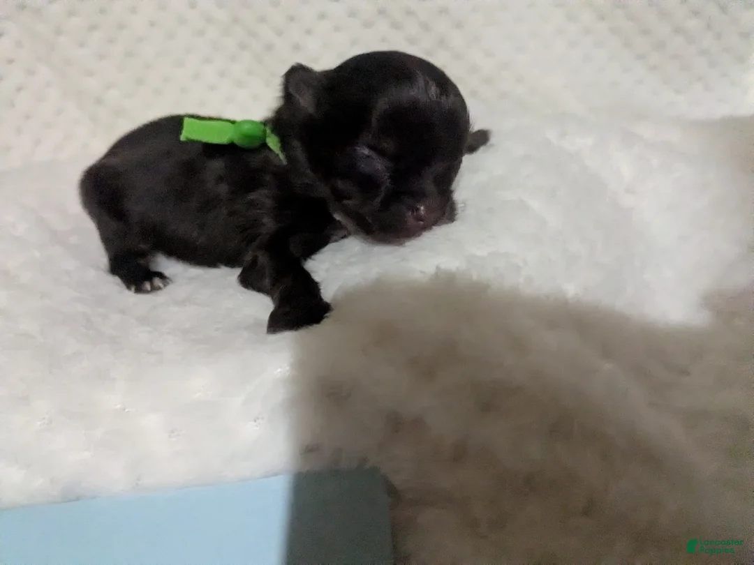 Chihuahua dogs for sale: Tiny Kit Kat LC Female   - Ad 10