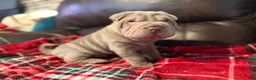 Shar Pei dogs for sale: Hal - Ad 3