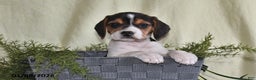 Beagle dogs for sale: Mindy - Ad 3
