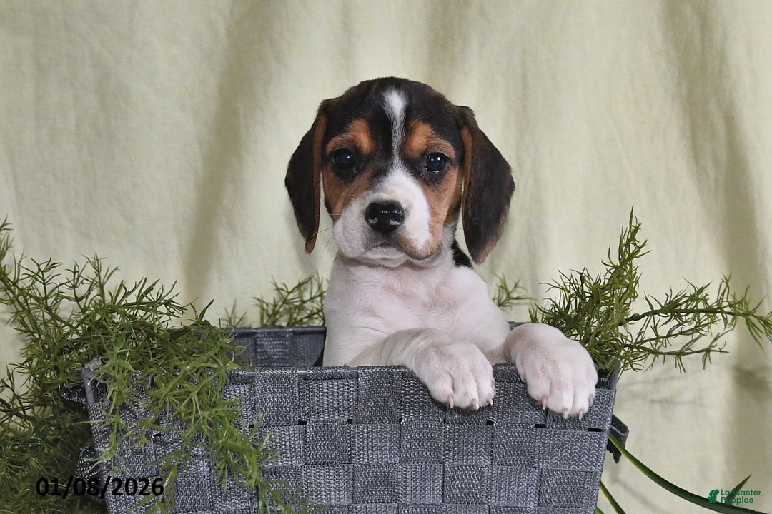 Beagle dogs for sale: Mindy - Ad 3