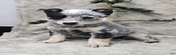 Australian Cattle Dog dogs for sale: Henry - Ad 18