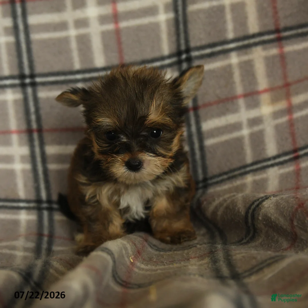 Morkie dogs for sale: Zaire - Ad 1