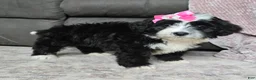 Mini Bernedoodle dogs for sale: Mini Wendy - Ad 8