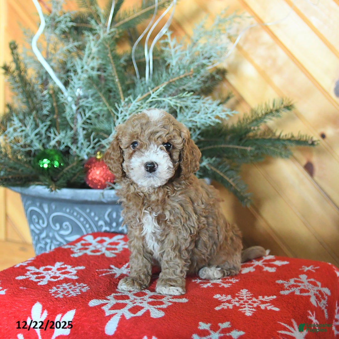 Mini Goldendoodle dogs for sale: Sage - Ad 3