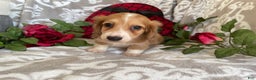 Miniature Dachshund dogs for sale: Blake - Ad 5