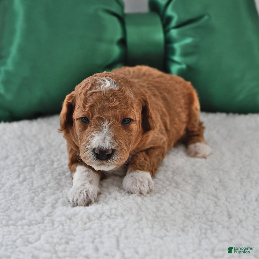 Mini Goldendoodle dogs Finn - Ad 19