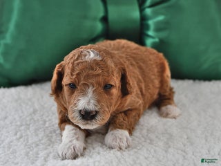 Mini Goldendoodle dogs Finn - Ad 4