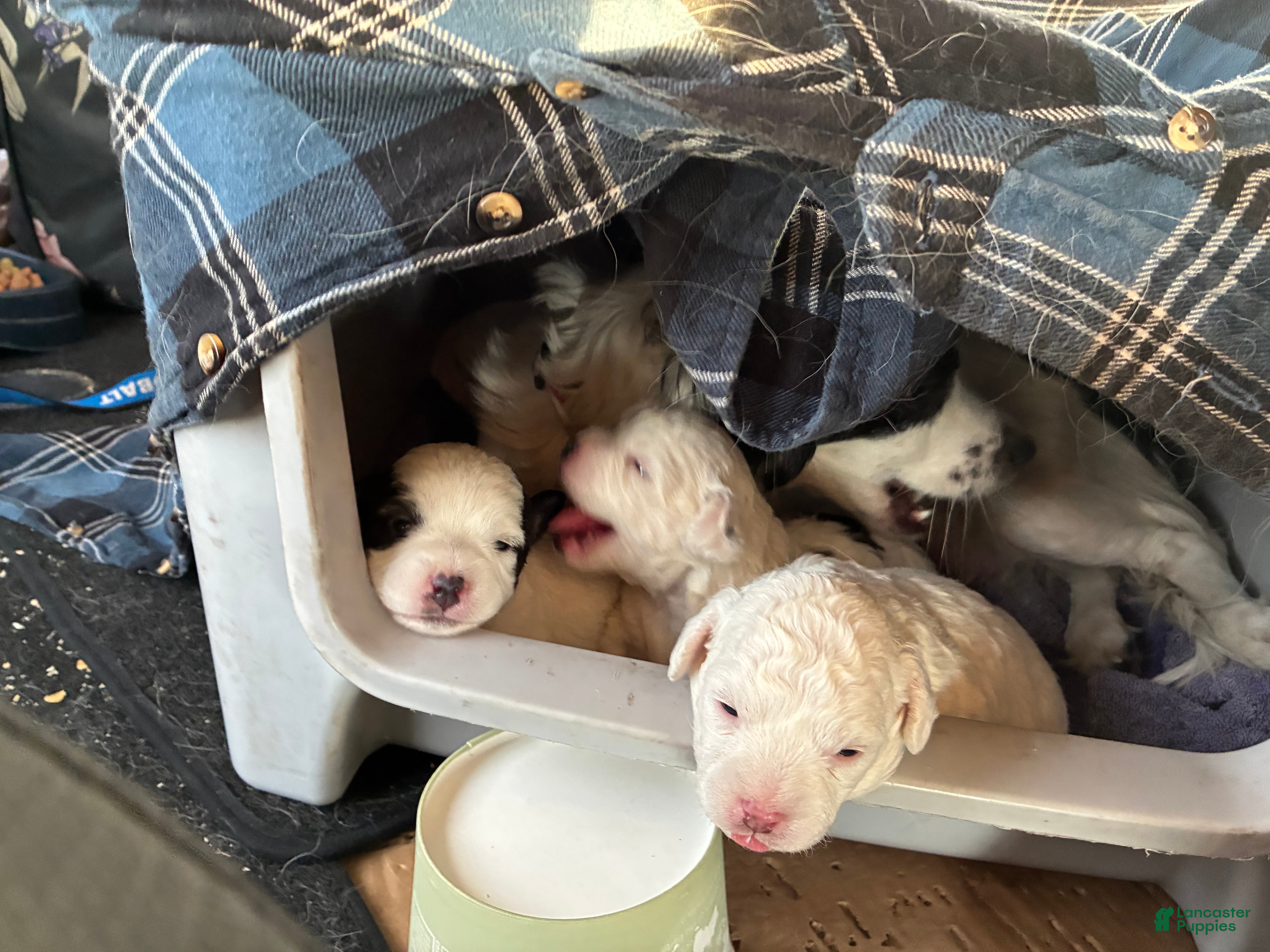 Havapoo dogs  Puppy 2 - Ad 3