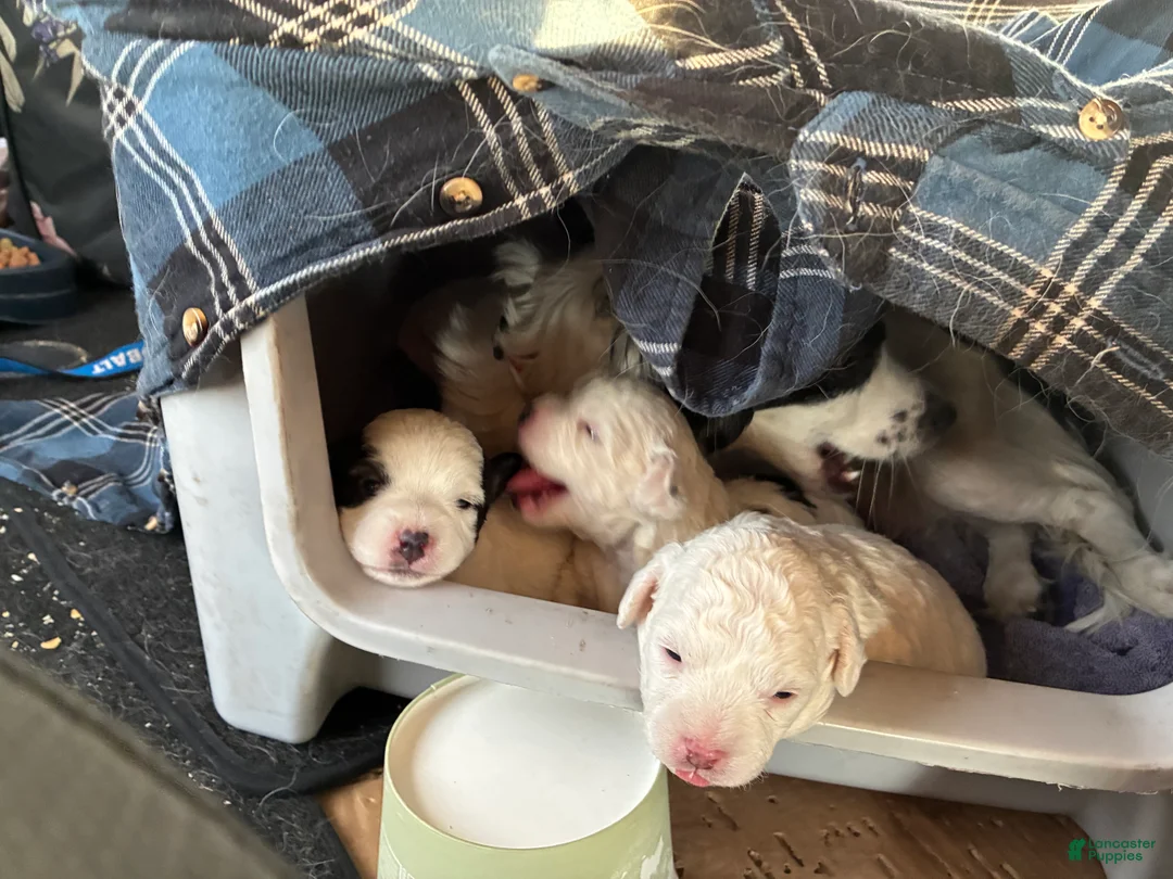 Havapoo dogs for sale:  Puppy 2 - Ad 1