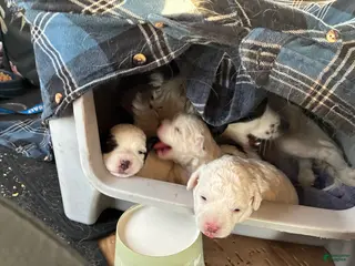 Havapoo dogs Puppy 2 - Ad 3