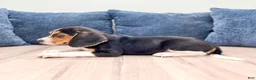 Beagle dogs for sale: Diamond - Ad 3