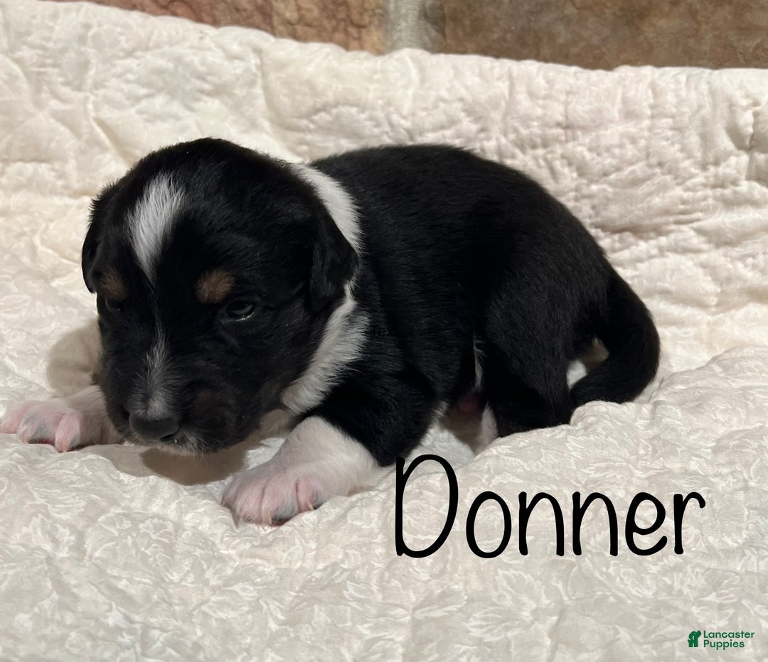 Australian Shepherd dogs for sale: Donner - Ad 1