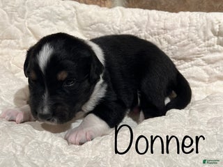 Australian Shepherd dogs Donner - Ad 3